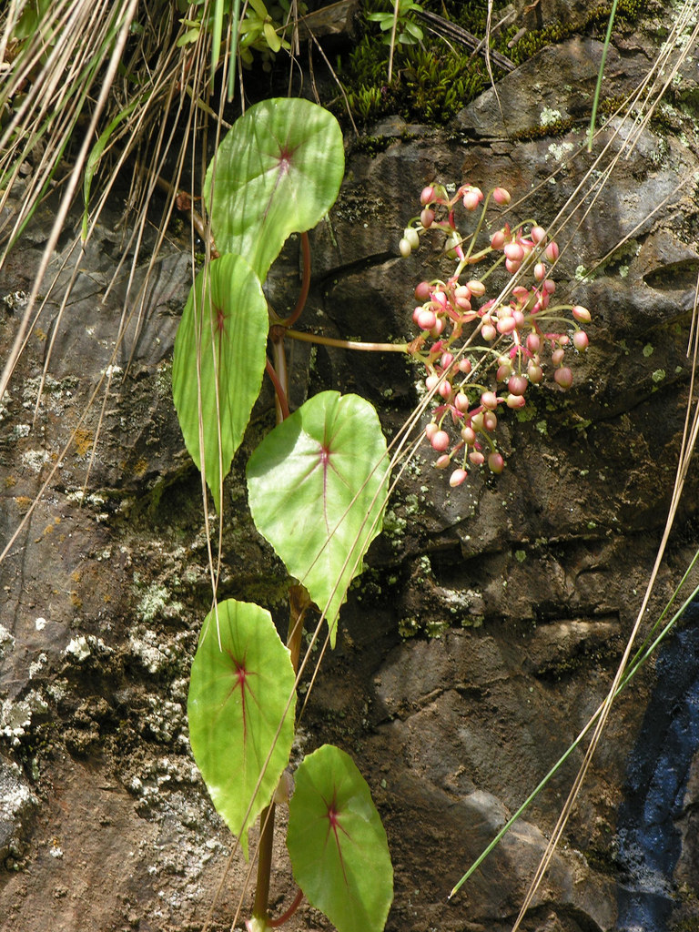 B. pululahuana